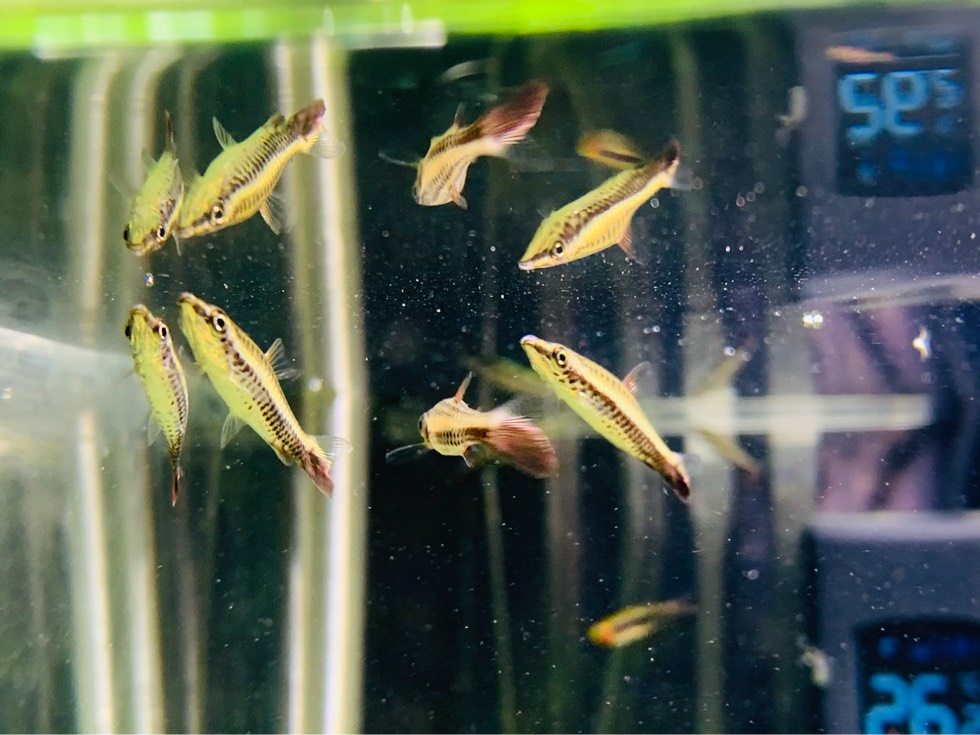 骑士铅笔灯 (Nannostomus eques “Rio Orinoco”)灯鱼饲养资料，图片