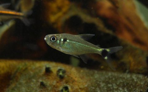 赤目绿线十字灯 （Hemigrammus sp.）灯鱼饲养资料，图片