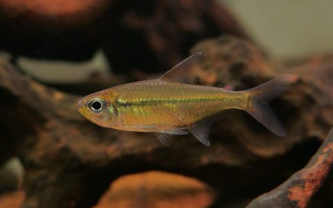 翠绿王子灯 （Hemigrammus sp.）灯鱼饲养资料，图片