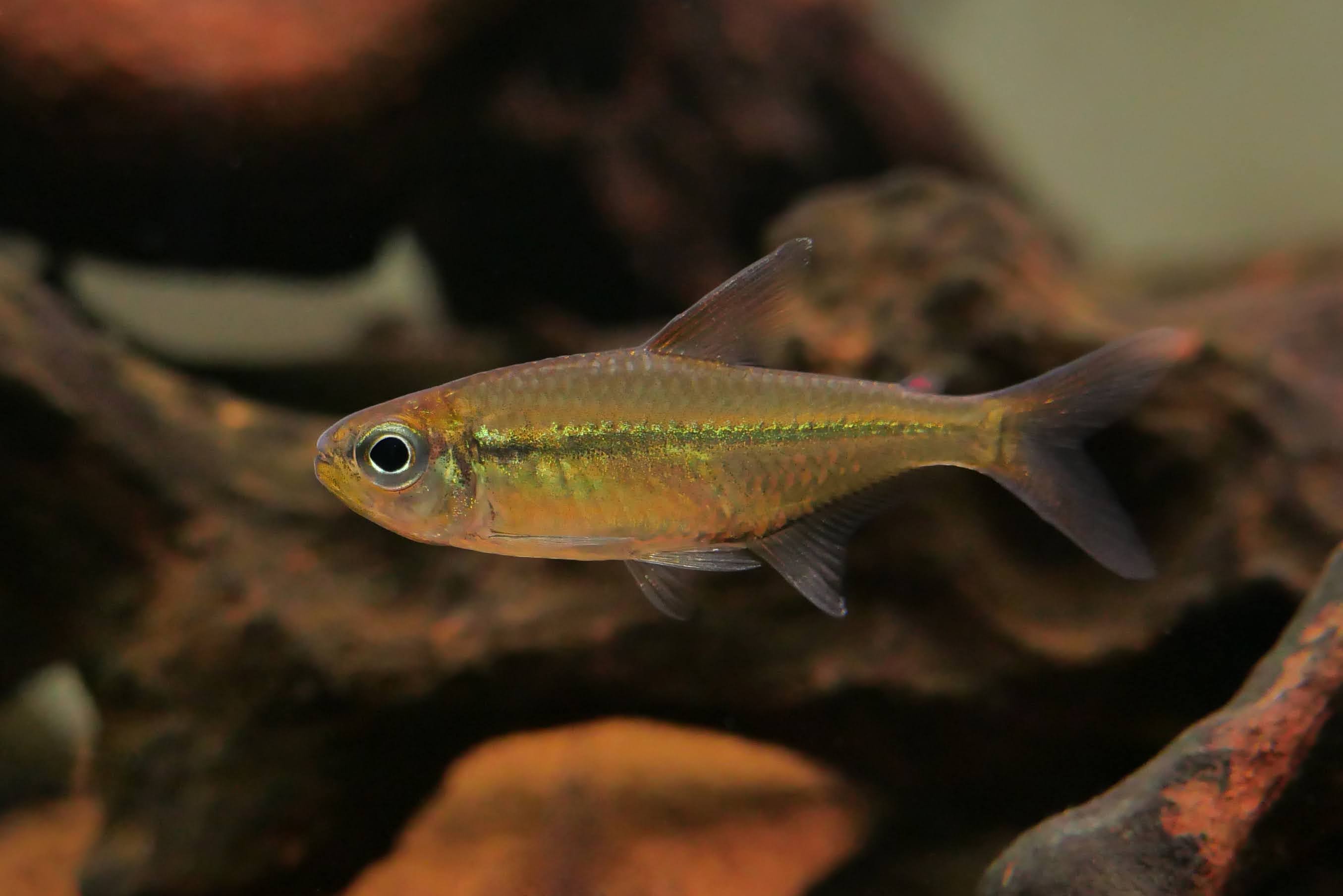 翠绿王子灯 （Hemigrammus sp.）灯鱼饲养资料，图片