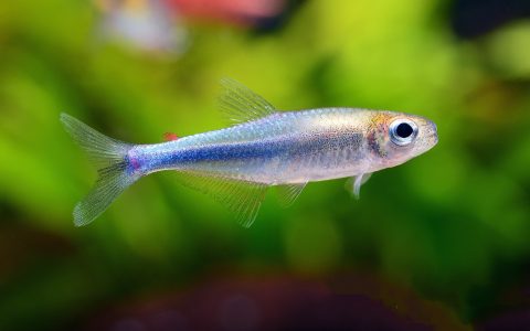 蓝法拉利灯 （Acrobrycon ipanquianus ？）灯鱼饲养资料，图片