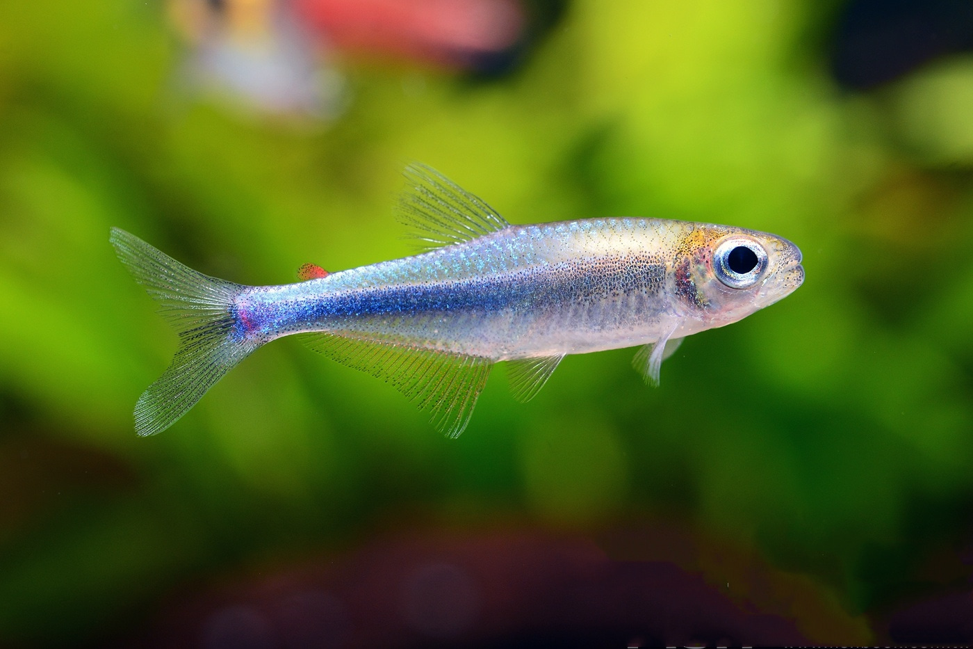 蓝法拉利灯 （Acrobrycon ipanquianus ？）灯鱼饲养资料，图片