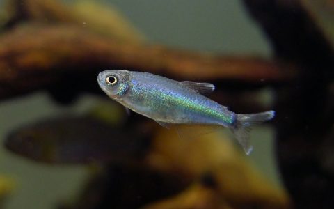 委内瑞拉蓝宝灯 （Tyttocharax sp. “Venezuela blue”）灯鱼饲养资料，图片