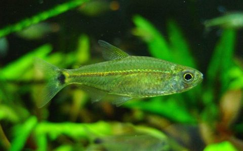 李维斯灯 （Hemigrammus levis）灯鱼饲养资料，图片