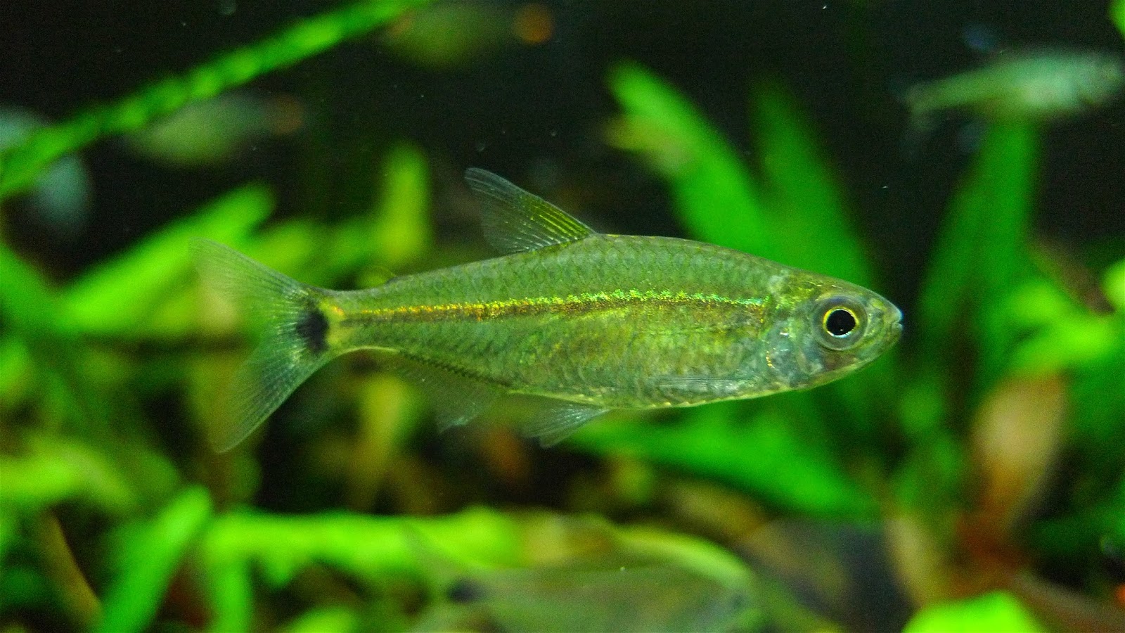 李维斯灯 （Hemigrammus levis）灯鱼饲养资料，图片