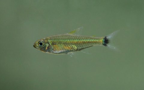 普卡帕蓝钻灯 （Characidae sp. “pucallpa blue diamond”）灯鱼饲养资料，图片