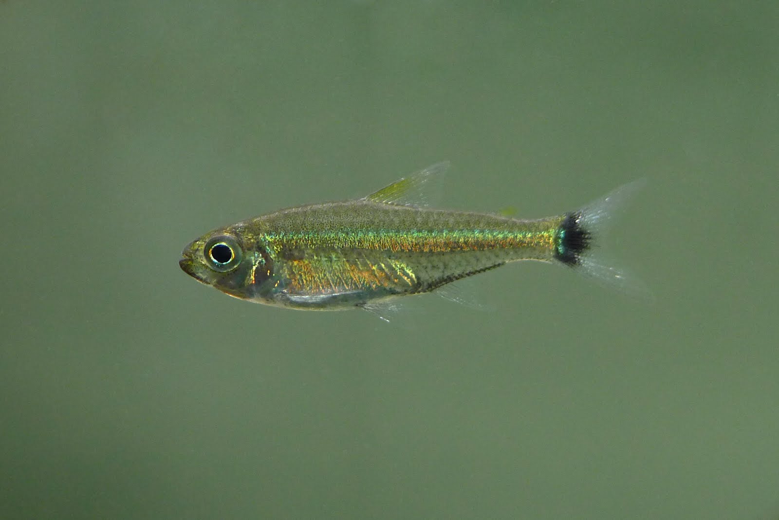 普卡帕蓝钻灯 （Characidae sp. “pucallpa blue diamond”）灯鱼饲养资料，图片