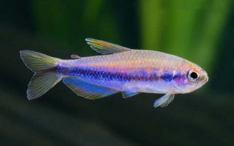 电光毒药灯 （Inpaichthys cf. kerri）灯鱼饲养资料，图片