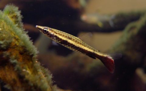 骑士铅笔灯 (Nannostomus eques “Rio Orinoco”)灯鱼饲养资料，图片