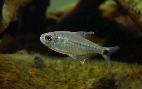 投肯廷斯黑点灯 （Moenkhausia sp. from Rio Tocantins）灯鱼饲养资料，图片