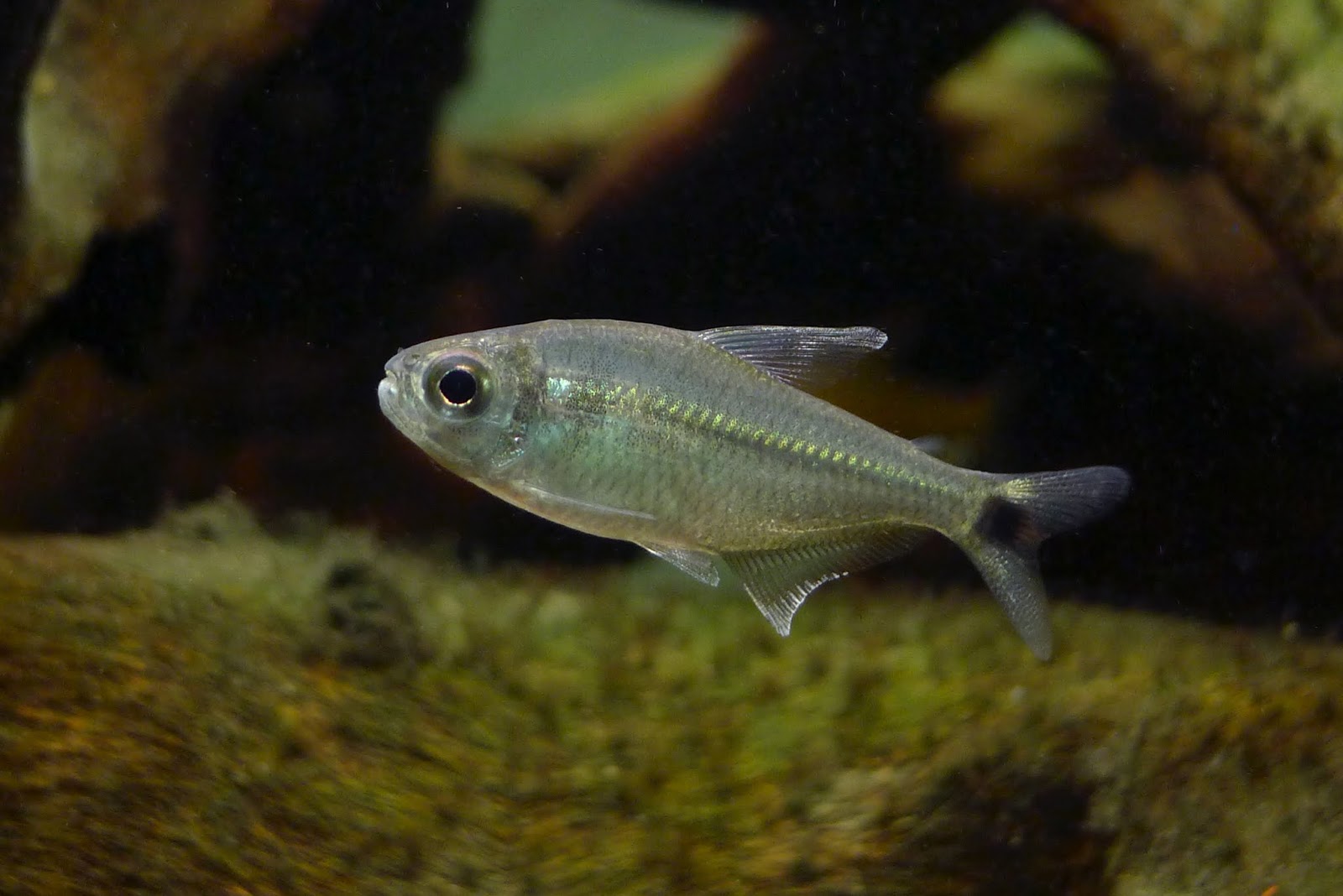投肯廷斯黑点灯 （Moenkhausia sp. from Rio Tocantins）灯鱼饲养资料，图片