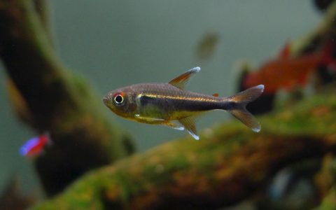乌利亚瑟灯 （Hyphessobrycon sp. “Urias”）灯鱼饲养资料，图片