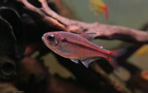 红月可卡灯 （Moenkhausia rubra）灯鱼饲养资料，图片
