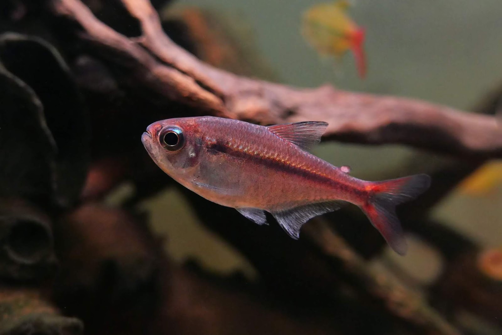 红月可卡灯 （Moenkhausia rubra）灯鱼饲养资料，图片
