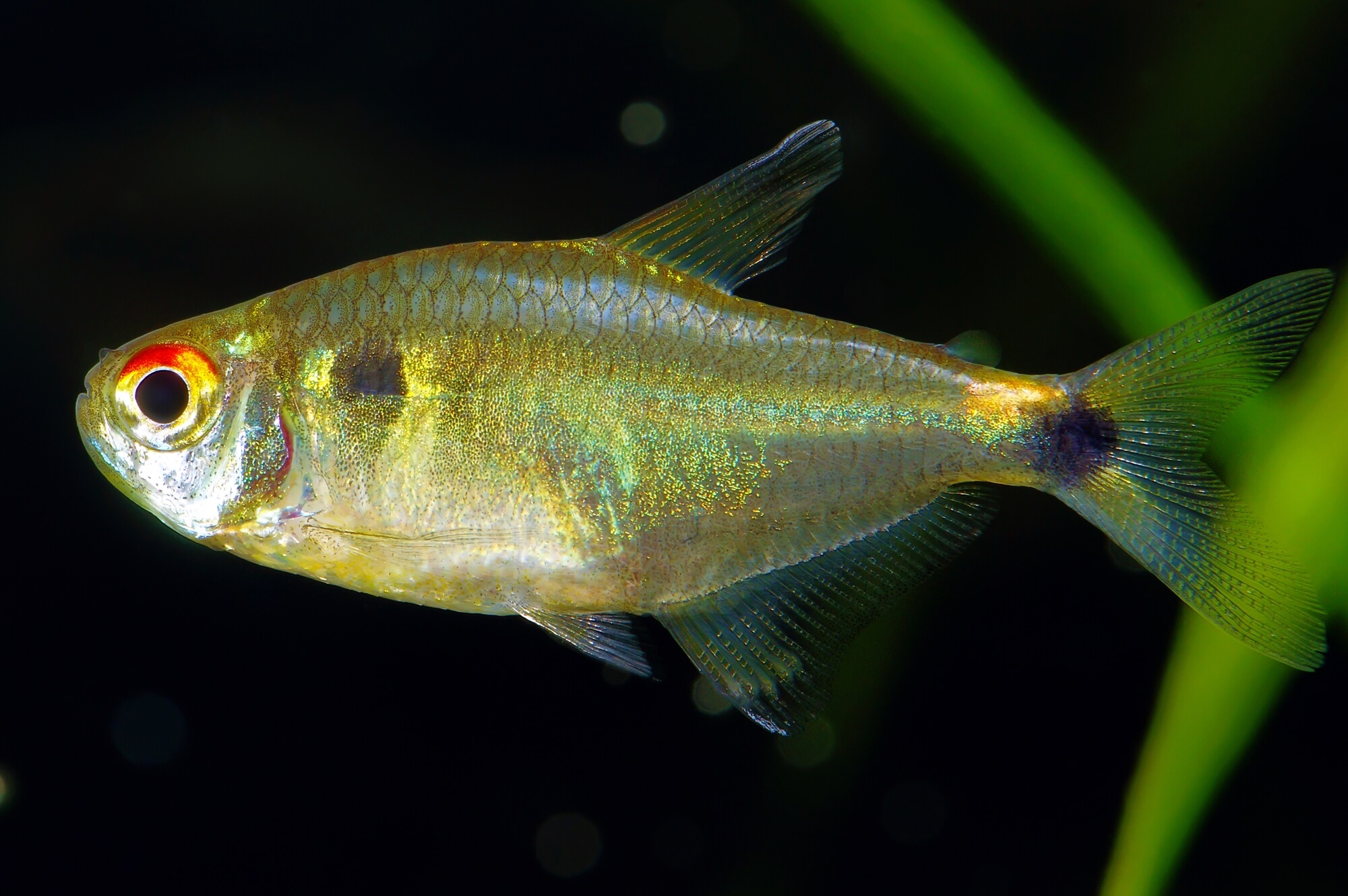 头尾灯 （Hemigrammus ocellifer）灯鱼饲养资料，图片