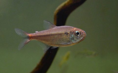 红钻可卡灯 （Moenkhausia cf. rubra）灯鱼资料，图片
