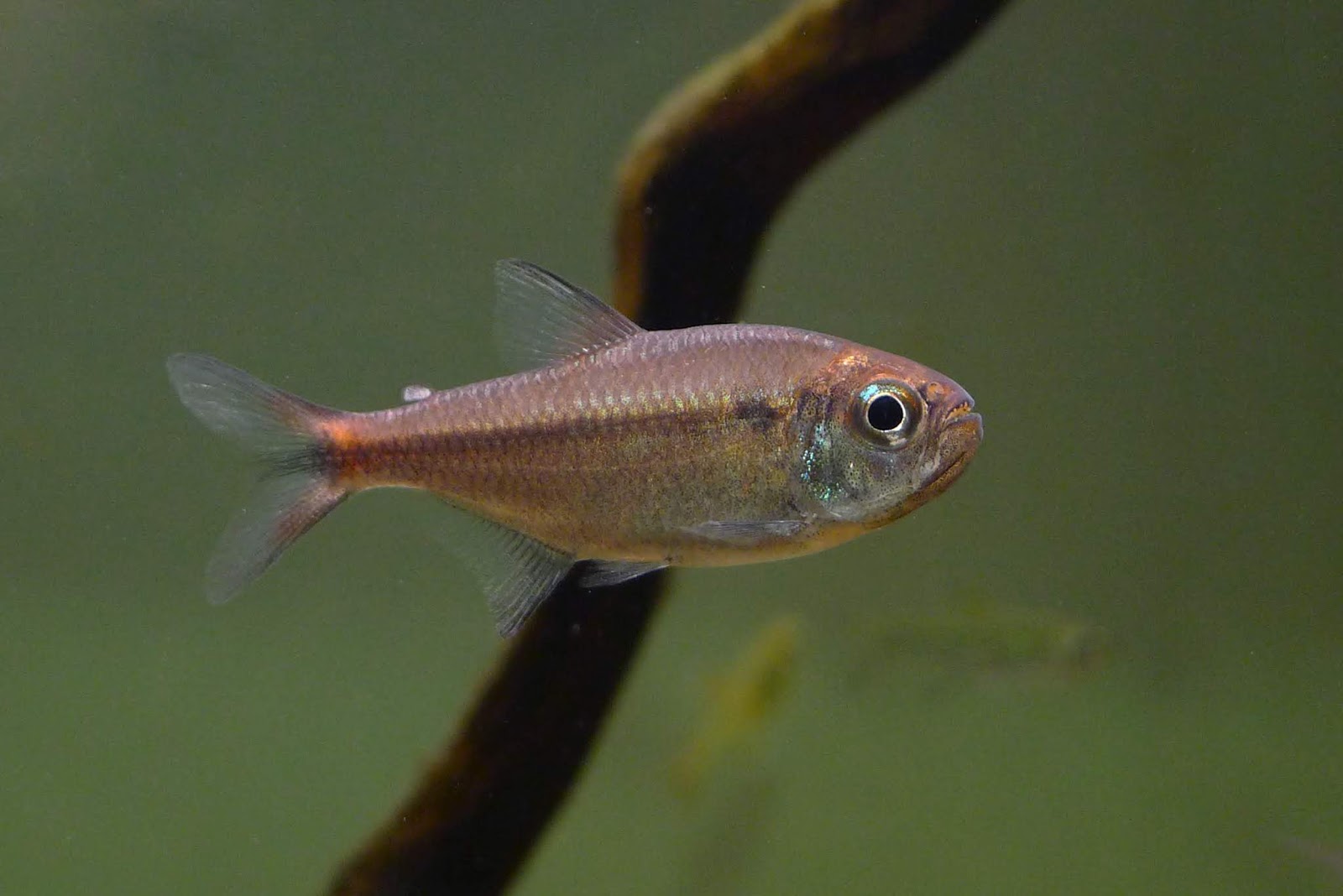 红钻可卡灯 （Moenkhausia cf. rubra）灯鱼资料，图片