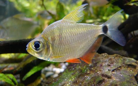 大眼红鳍银板灯 （Tetragonopterus argenteus）灯鱼饲养资料，图片
