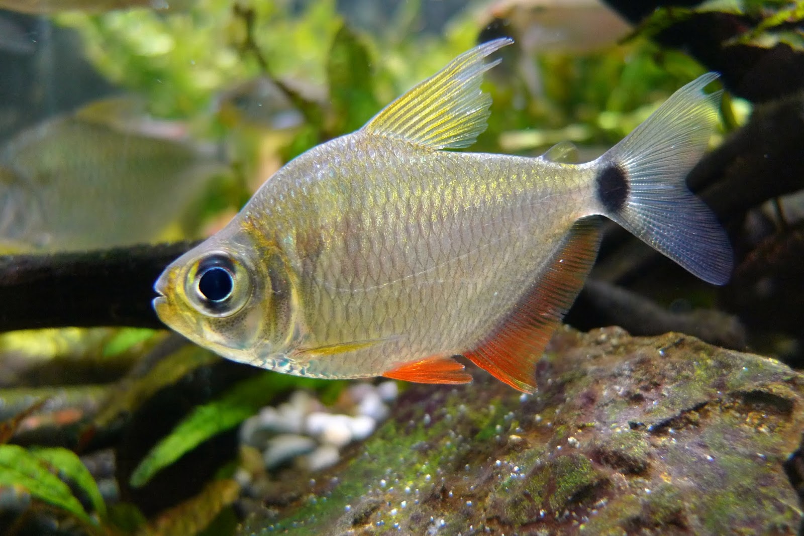 大眼红鳍银板灯 （Tetragonopterus argenteus）灯鱼饲养资料，图片
