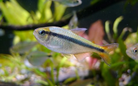 蓝缎带灯二型 （Hyphessobrycon melanostichos）灯鱼饲养资料，图片