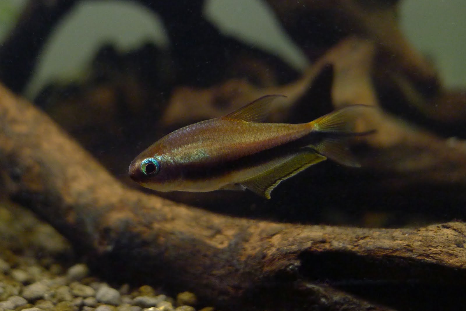 帝王灯 （Nematobrycon palmeri “wild form”）灯鱼饲养资料，图片