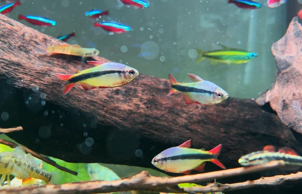 皇室青魔鬼灯 （Hyphessobrycon sp. “Imperial lapis tetra”）灯鱼饲养资料，图片