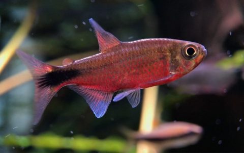 魔幻红鳞灯 （Hemigrammus tocantinsi）灯鱼饲养资料，图片