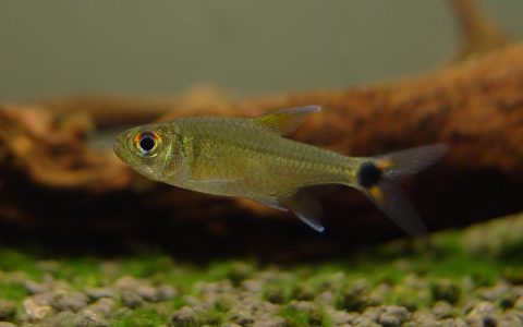 红点灯 (Hemigrammus guyanensis)灯鱼饲养资料，图片