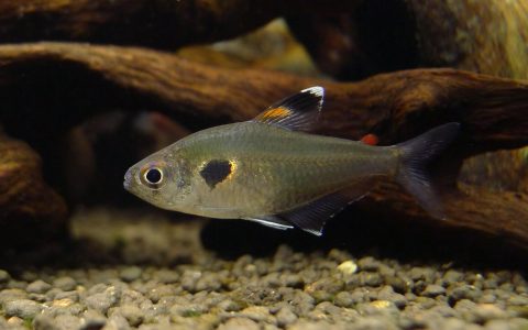 奥亚波基旗 （Hyphessobrycon sp. “Rio Oiapoque”）灯鱼饲养资料，图片