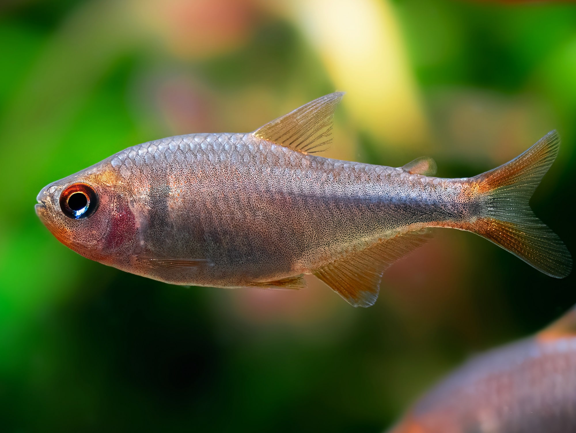 蓝钻红梅灯 （Hyphessobrycon wadai）灯鱼饲养资料，图片