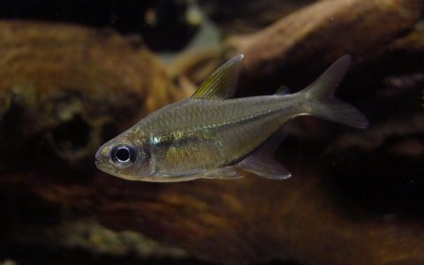 黄鳍公主灯 （Moenkhausia sp.）灯鱼饲养资料，图片
