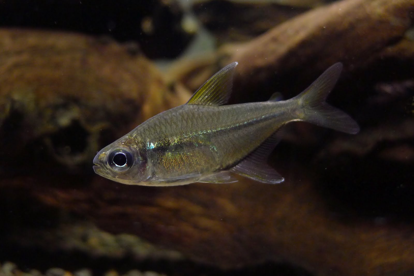 黄鳍公主灯 （Moenkhausia sp.）灯鱼饲养资料，图片