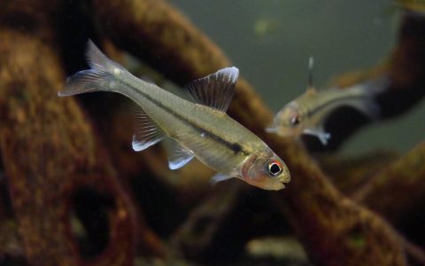梦幻炫彩灯 （Ceratobranchia obtusirostris）灯鱼饲养资料，图片