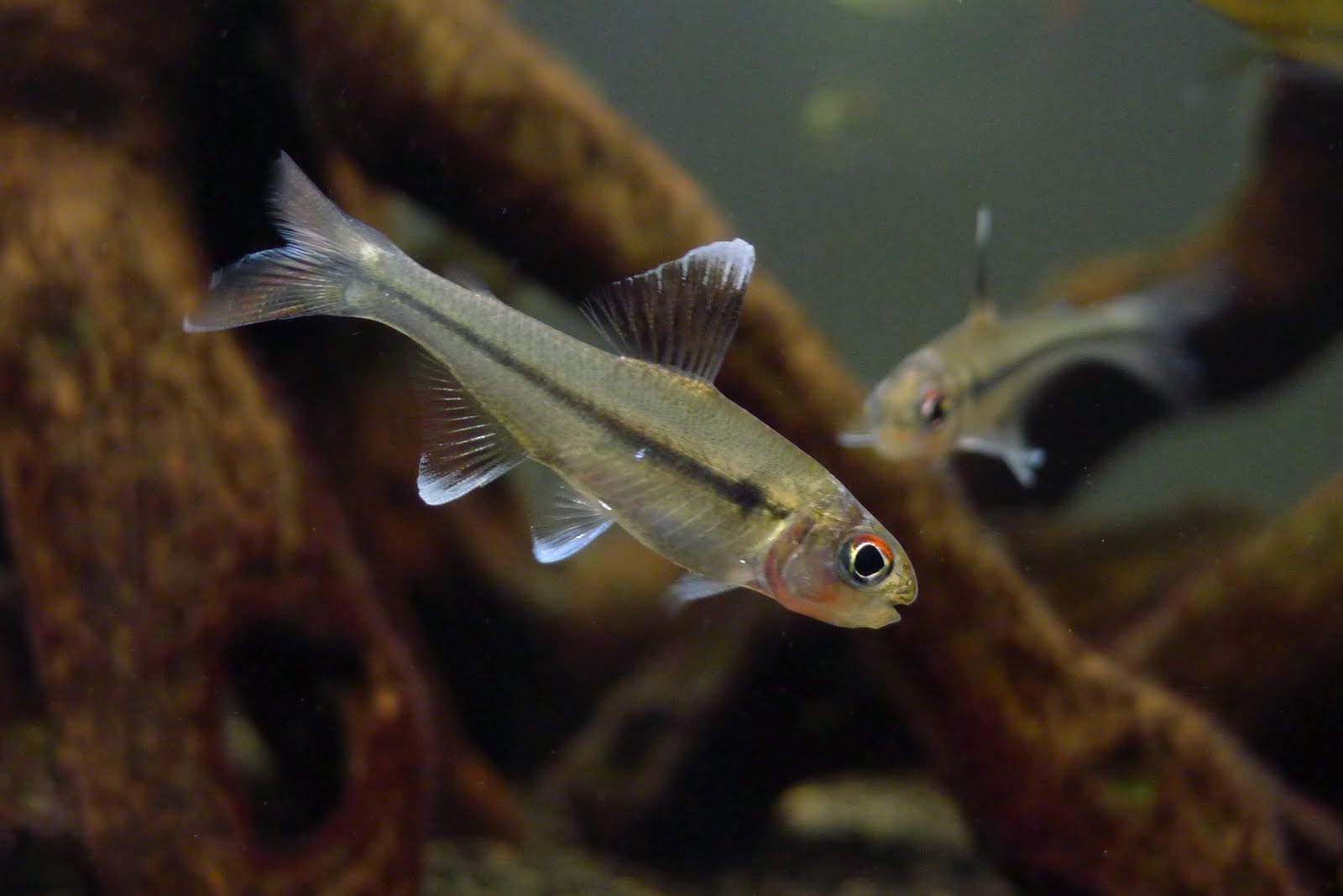 梦幻炫彩灯 （Ceratobranchia obtusirostris）灯鱼饲养资料，图片