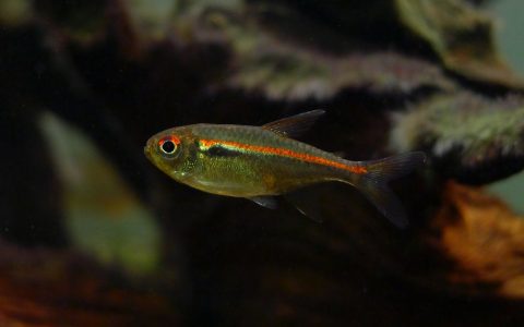 阿玛帕三色灯 (Hyphessobr​​​ycon amapaensis)饲养资料，图片