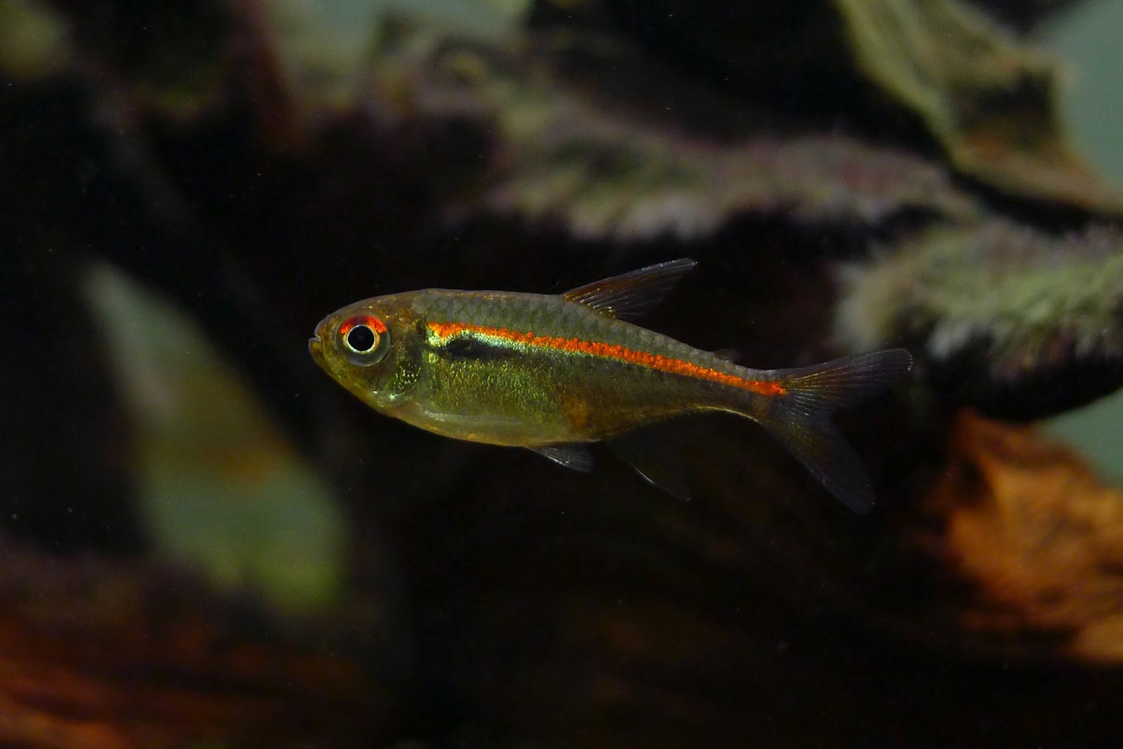 阿玛帕三色灯 (Hyphessobr​​​ycon amapaensis)饲养资料，图片