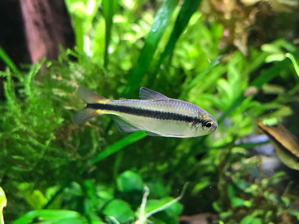 蓝缎带灯二型 （Hyphessobrycon melanostichos）灯鱼饲养资料，图片