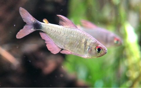 紫衣凯蒂灯 （Hyphessobrycon sp.）灯鱼饲养资料，图片