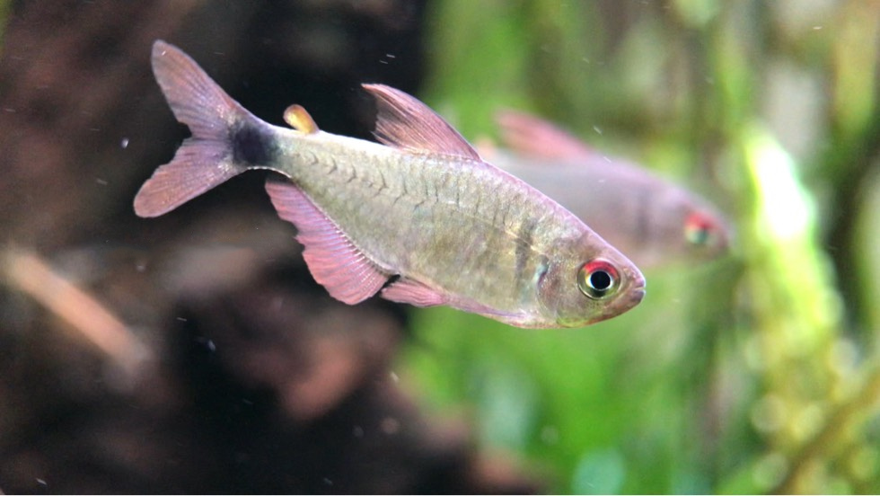 紫衣凯蒂灯 （Hyphessobrycon sp.）灯鱼饲养资料，图片