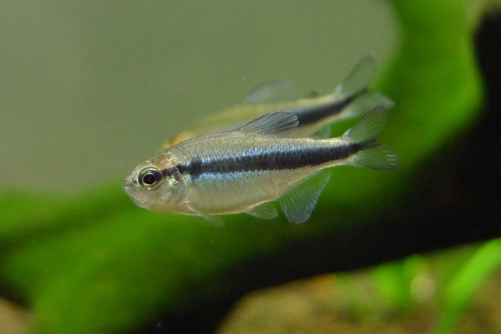 蓝帝灯 （Hyphessobrycon cyanotaenia）灯鱼饲养资料，图片