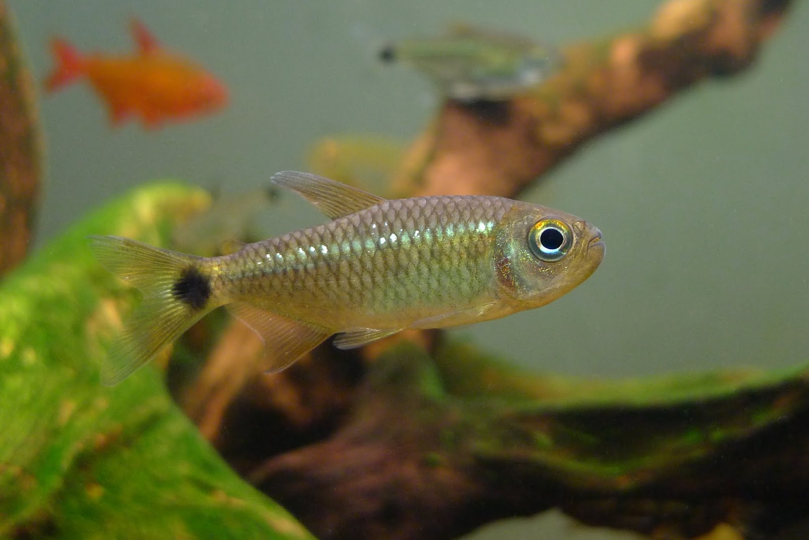 蓝眼闪鳞可卡灯 (Moenkhausia andrica)灯鱼饲养资料，图片