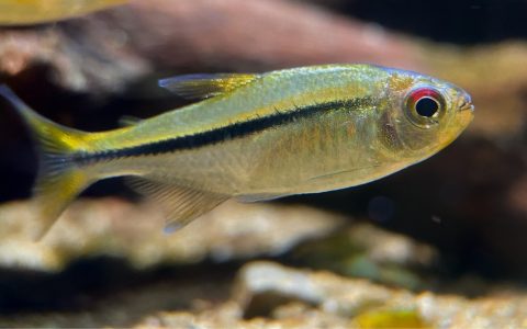 红眼天青魔鬼灯 （Hyphessobrycon cachimbensis）灯鱼饲养资料，图片