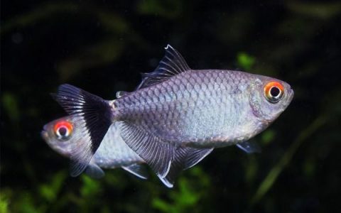 银屏灯 （Moenkhausia sanctaefilomenae）灯鱼饲养资料，图片