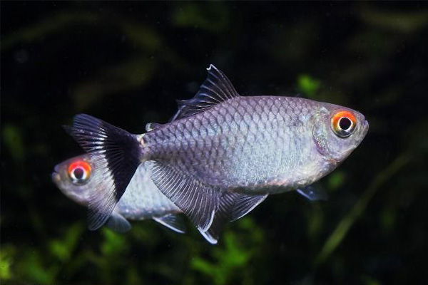 银屏灯 （Moenkhausia sanctaefilomenae）灯鱼饲养资料，图片