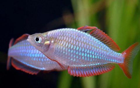 电光美人鱼 （Melanotaenia trifasciata）灯鱼饲养资料，图片