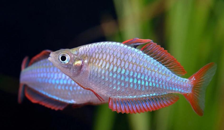 电光美人鱼 （Melanotaenia trifasciata）灯鱼饲养资料，图片