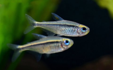 蓝眼翠绿魔鬼灯 （Hyphessobrycon psittacus）灯鱼饲养资料，图片