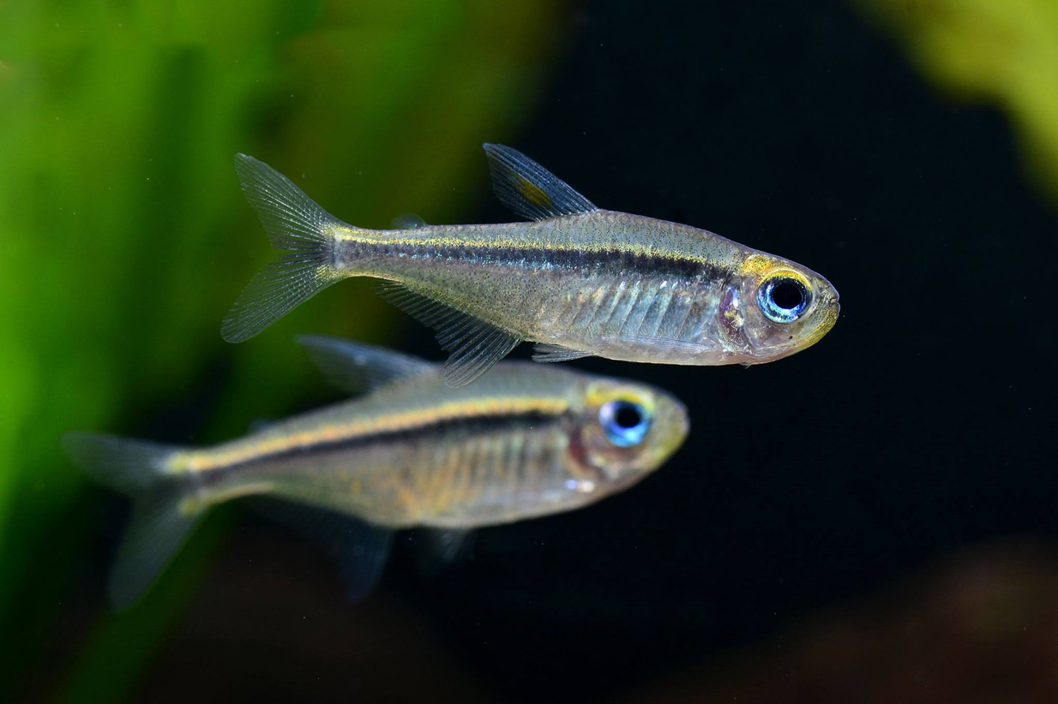 蓝眼翠绿魔鬼灯 （Hyphessobrycon psittacus）灯鱼饲养资料，图片