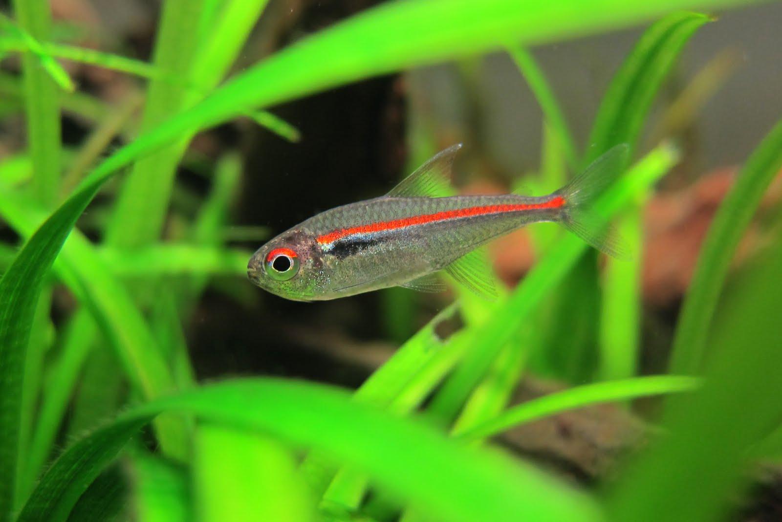 阿玛帕三色灯 (Hyphessobr​​​ycon amapaensis)饲养资料，图片