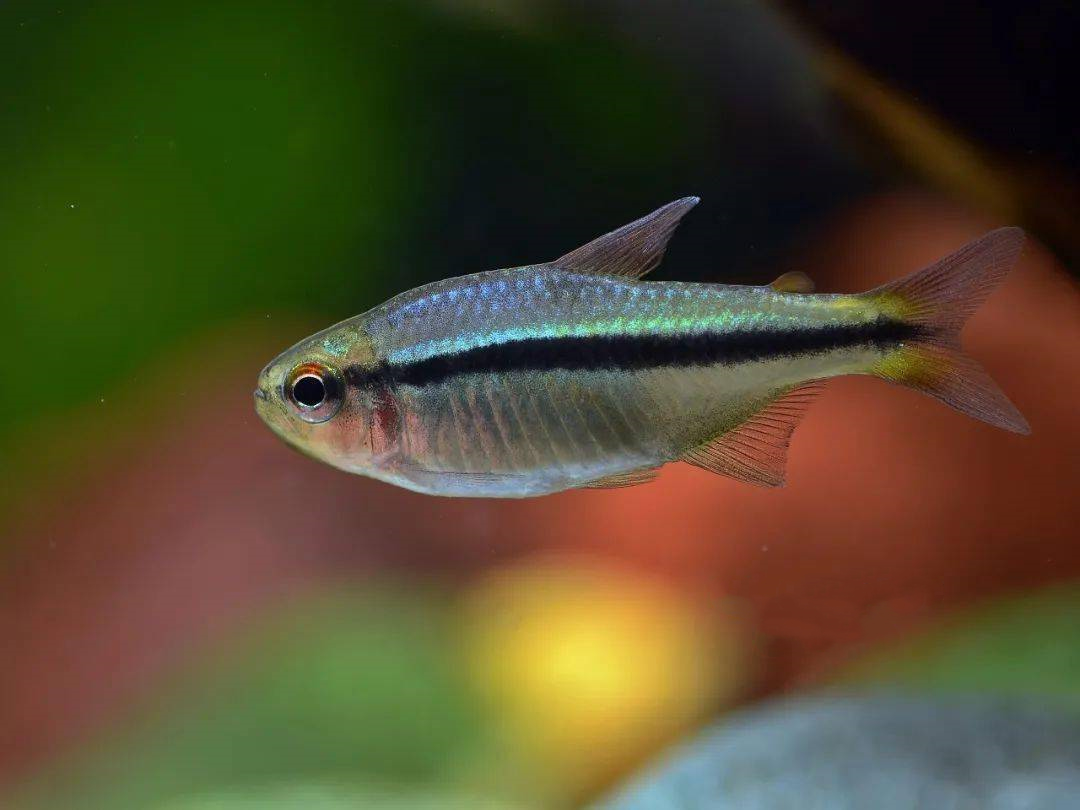 皇室青魔鬼灯 （Hyphessobrycon sp. “Imperial lapis tetra”）灯鱼饲养资料，图片